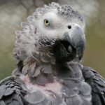 Calcium Crisis The Essential African Grey Diet Plan to Prevent Hypocalcemia